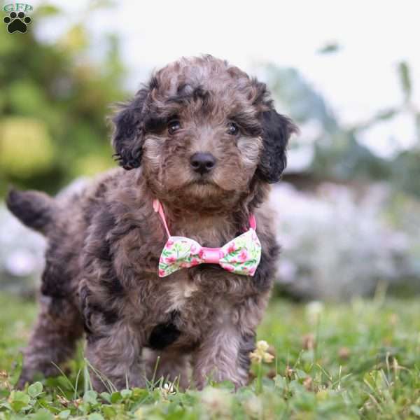 Bree, Miniature Poodle Puppy